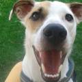 https://be.holidog.com/ImagesPetSitters/91E0B375-A967-47F6-9AD6-8D77C3A830C7_square_120.jpg Cosa-aspetti?-🐾--106817-3