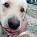 https://be.holidog.com/ImagesPetSitters/9274F888-0925-4617-9E17-2EA3BD22DD62_square_120.jpg Pet-sitting--420036-2