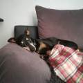 https://be.holidog.com/ImagesPetSitters/92FF908A-F5FC-4ED7-BEDA-6B4032AD482C_square_120.jpg D'amour-et-d'eau-fraĂźche-461060-1