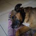 https://be.holidog.com/ImagesPetSitters/93213F64-2BD1-4683-81AB-8818A7896964_square_120.jpg paradiso-per-cani-88334-1