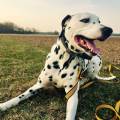 https://be.holidog.com/ImagesPetSitters/937337C7-44D3-4703-9595-59D577E91F13_square_120.jpg Pour-des-vacances-sereines-!-333633-2