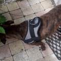 https://be.holidog.com/ImagesPetSitters/943597DE-85F8-4F74-853C-4E7002759296_square_120.jpg l'amour-des-chien-336217-0