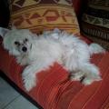 https://be.holidog.com/ImagesPetSitters/94717119-32B6-48FD-B777-5006A3CBB39E_square_120.jpg 11488-1