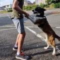Happy-dogwalker-96740-3