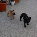 https://be.holidog.com/ImagesPetSitters/952A191E-E632-4BAC-889E-5A08DA1375A6_square_120.jpg Un-amico-a-due-zampe-132375-2