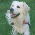https://be.holidog.com/ImagesPetSitters/952B659A-5F20-4C47-B093-6BCBF1F796EB_square_120.jpg Cuor-di-zampa-129117-2