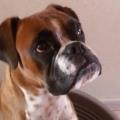 https://be.holidog.com/ImagesPetSitters/954F91E8-F8D0-4FF8-BDB0-65AE5875886B_square_120.jpg I-nostri-miglior-amici-22658-0