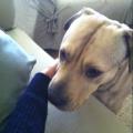 https://be.holidog.com/ImagesPetSitters/95A3775E-8840-45CF-B53A-24544C9F6BE6_square_120.jpg Marley-and-me-15187-2