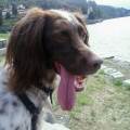 https://be.holidog.com/ImagesPetSitters/95F61231-DDAE-47FD-9E07-25DC6D50704B_square_120.jpg Varese-114487-0