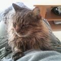 https://be.holidog.com/ImagesPetSitters/964FEF2B-A1E9-4CFD-826A-479215F59E36_square_120.jpg Garde-de-votre-chat-ou-PETIT-chien-10446-3