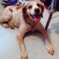 https://be.holidog.com/ImagesPetSitters/966C4F47-AC60-40FC-A813-8E143B759931_square_120.jpg The-Dog-Lover-351238-0