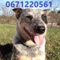 https://be.holidog.com/ImagesPetSitters/978084FD-37ED-4C87-8253-CC2D668FDDEC_square_120.jpg Dog's-heaven-438669-3
