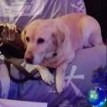 https://be.holidog.com/ImagesPetSitters/97F160C0-0B14-4499-985A-C3F41B54DD69_square_120.jpg Passionné,-rigoureux-et-dévoué-49134-1