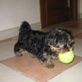 https://be.holidog.com/ImagesPetSitters/98746408-05BA-4BAB-81DB-49679AA88EAE_square_120.jpg Dog-Land-2987-0