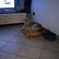 https://be.holidog.com/ImagesPetSitters/99AD9804-E26A-4F5A-9E71-FD7E25872D02_square_120.jpg Animali-sempre-felici-118779-2