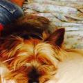 https://be.holidog.com/ImagesPetSitters/9A256739-EE46-4308-AF10-051CFE4A646C_square_120.jpg Garde-sur-Montpellier-Nord-85272-2