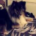 https://be.holidog.com/ImagesPetSitters/9A28527C-9457-41DF-A92C-74B45A9D7B1A_square_120.jpg 235494-2