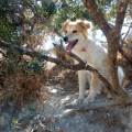 https://be.holidog.com/ImagesPetSitters/9A3AF916-6BB7-4BD3-8A9C-A265BB3DF746_square_120.jpg Pet-Society-132900-1