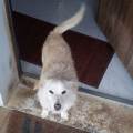 https://be.holidog.com/ImagesPetSitters/9ADFAD39-601D-4DEB-AA74-4D607E94A5B0_square_120.jpg Pet-sitter-a-domicilio-e-dog-walker-84032-2