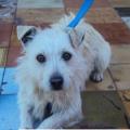 https://be.holidog.com/ImagesPetSitters/9B3011B1-5A16-419A-BE19-379E5B5BA429_square_120.jpg Coccole-per-tutti-gli-animali-808-1