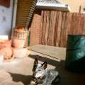 https://be.holidog.com/ImagesPetSitters/9B90DE4B-F11F-4683-B910-8351629F2057_square_120.jpg 6369-0
