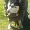 https://be.holidog.com/ImagesPetSitters/9D496306-C24E-435F-BEE8-1894353F5BBD_square_120.jpg Homepets-149366-3