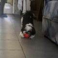 https://be.holidog.com/ImagesPetSitters/9D613E32-95F1-460D-A765-B6F57529F003_square_120.jpg 4628-1