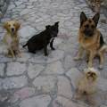 https://be.holidog.com/ImagesPetSitters/9DF73A59-C1A3-4278-BE67-DF483A7446C2_square_120.jpg Il-vostro-cane-sarà-felice-con-me!--112408-1