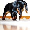 https://be.holidog.com/ImagesPetSitters/9E6FF678-7110-4F79-A5BF-CDF241651ECF_square_120.jpg Mara-&-Nana-25689-1
