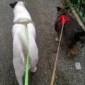 https://be.holidog.com/ImagesPetSitters/9F0CF10D-7254-4DDA-9043-5DB94DB1E6B2_square_120.jpg Dog-walker,-pet-care-12475-0