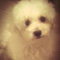 https://be.holidog.com/ImagesPetSitters/A00C262A-198F-4E63-8E09-06AEA023F6E7_square_120.jpg Un-grande-amore-per-gli-animali.--24536-1