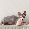 https://be.holidog.com/ImagesPetSitters/A0AAB737-9EE2-4530-B1EA-EC544C2CE080_square_120.jpg pets-lover-225158-3