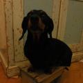 https://be.holidog.com/ImagesPetSitters/A13BA548-6097-4F08-87CD-ACED4A7FCA49_square_120.jpg Mara-&-Nana-25689-2