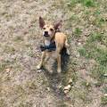 https://be.holidog.com/ImagesPetSitters/A1D1BFDC-CC1A-4DD9-B8CB-64179EE35CE8_square_120.jpg Une-ASV-Italienne-en-Belgique--65705-0