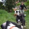 https://be.holidog.com/ImagesPetSitters/A3BD279C-9D2B-42C9-8B83-530B981DE2C1_square_120.jpg Alice-in-Dogland-🐶💛-55390-2