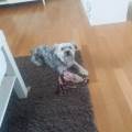 https://be.holidog.com/ImagesPetSitters/A6DE1D75-DC74-42DB-A477-36F773CBE883_square_120.jpg Homepets-149366-1