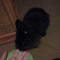 https://be.holidog.com/ImagesPetSitters/A77A1548-CD43-4AB8-8646-2EAED4FD1EF2_square_120.jpg animalcolor-74251-0