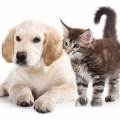 https://be.holidog.com/ImagesPetSitters/A7C1511E-3A71-4A6B-9BDA-6F648FBF3CDB_square_120.jpg Motivée-et-sérieuse-24719-2