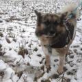 https://be.holidog.com/ImagesPetSitters/A9BAF3CE-1672-4738-975D-53C686BAAB84_square_120.jpg Sono-dog-person-o-una-cat-person?-34574-0