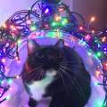 https://be.holidog.com/ImagesPetSitters/AA5E0727-41D7-4FCB-B170-D0FB8AD698EF_square_120.jpg L'élysée-des-animaux-525129-3