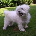https://be.holidog.com/ImagesPetSitters/AA82A0FB-3C11-436A-8D1D-357191FCD790_square_120.jpg J'adore-les-animaux-118447-0
