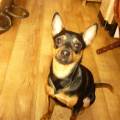 https://be.holidog.com/ImagesPetSitters/ABA2DA4A-1DBE-4F2B-9973-FCCA38DF684E_square_120.jpg Papy-mon-gardien-51175-3
