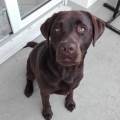 https://be.holidog.com/ImagesPetSitters/ABB6CCB6-AA8B-4827-92CB-D98F68176B85_square_120.jpg Elodie,-passion-vétérinaire-468021-1