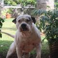 https://be.holidog.com/ImagesPetSitters/ABD233D8-0AB3-4DD1-B4F8-526D71E7C4A7_square_120.jpg Passion-des-animaux-<3-128656-0