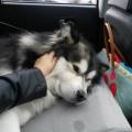 https://be.holidog.com/ImagesPetSitters/ABE473B5-4AD9-4A22-A4EC-C741D4CA5087_square_120.jpg Toutouland-289376-2