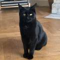 Le-paradis-des-chats-:)-58095-0