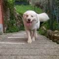 https://be.holidog.com/ImagesPetSitters/ACD8EA58-298C-4A24-B900-1F79C0F72AD6_square_120.jpg Passione-4-zampe--14806-3