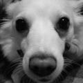 https://be.holidog.com/ImagesPetSitters/ACF3176D-BAEC-40C8-803F-12BFEA418346_square_120.jpg Paradise-for-Dogs-33662-0