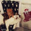 https://be.holidog.com/ImagesPetSitters/AD3EA0CD-286D-48B7-8B21-CC1DEAE35C7D_square_120.jpg Pour-nos-boules-d'amour-449767-1