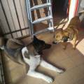https://be.holidog.com/ImagesPetSitters/ADCDC3F2-CF9C-4FA6-8C3C-8EDCCA6D1301_square_120.jpg paradiso-per-cani-88334-0
